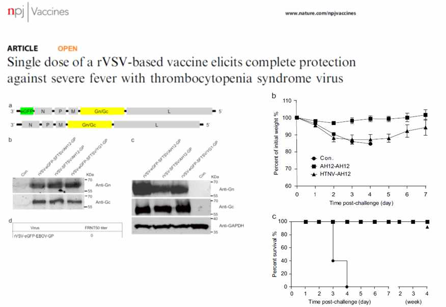 SFTSV 백신 개발 국외 연구 사례 (출처: Dong et al, npj vaccines, 4, 2019)