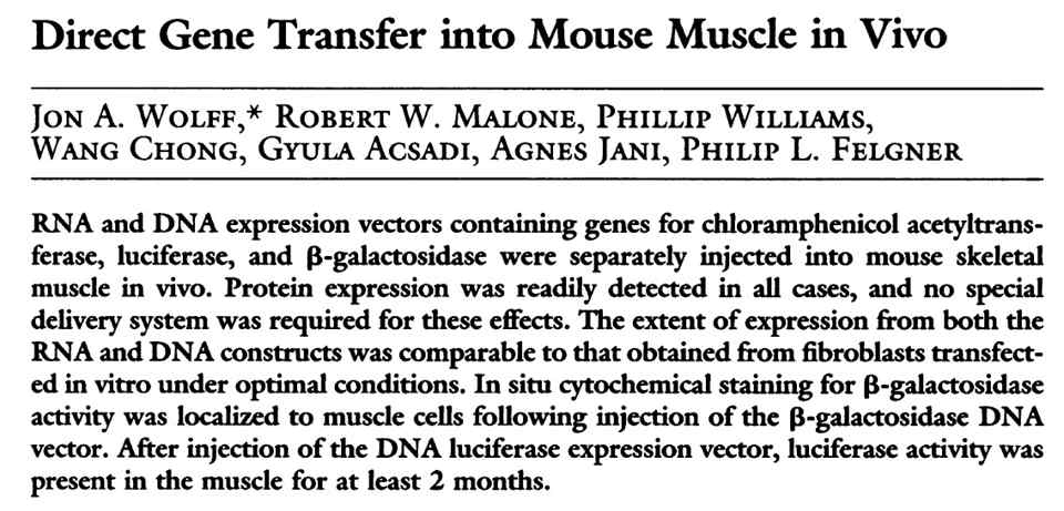 마우스 근육에서의 핵산 발현 (출처: Wolff et al., Science, 23:24, 1990)