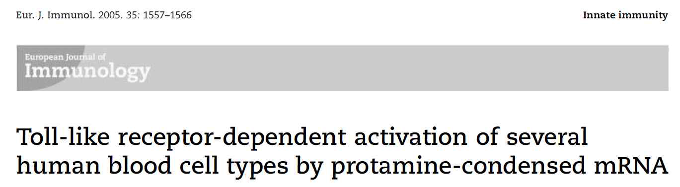 프로타민과 결합된 RNA 면역증강제에 의한 TLR 활성화에 대한 논문 (출처: Scheel et al, European Journal of Immunology, 35, 1557-1566, 2005)