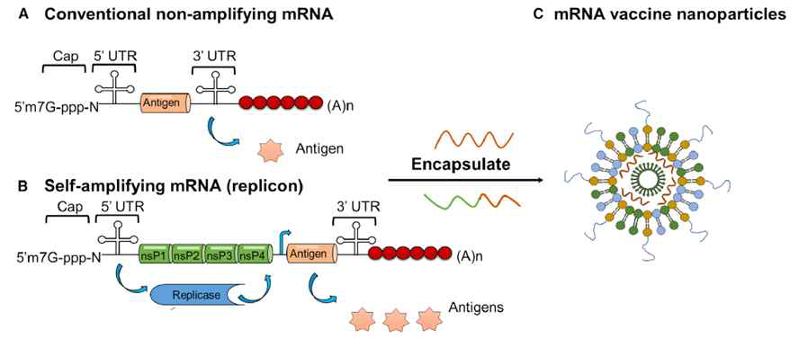 mRNA 플랫폼의 종류 (출처: Nel et al, ACS Nano, 15, 5793-5818, 2021)