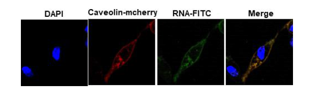 RNA adjuvant의 endocytosis 기전 확인