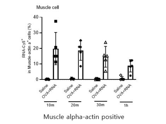 근육세포 자체에서의 RNA adjuvant uptake 및 attachment 확인 (FACs 분석)