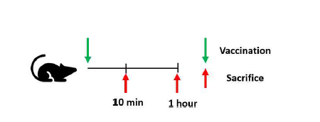 단백질 및 유전자 분석을 위한 마우스 모델을 활용한 면역실험 수행 일정 (면역으로부터 10분, 1시간 후에 근육주사를 진행한 접종 부위의 근육을 부검하여 근육 내의 단백질 및 RNA 레벨의 유전자를 분석)