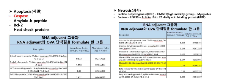 RNA adjuvant 단독 면역 그룹과 RNA adjuvant와 OVA 단백질을 formulation 하여 면역한 마우 스의 접종부위(근육조직) 샘플 분석시 주로 유도된 세포사멸과 관련된 단백질 목록.