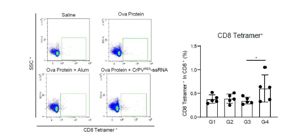 비장에서 항원과 RNA adjuvant을 formulation 시 유도하는 T cell 종류 확인 (FACS 분석)