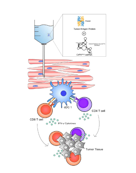 RNA adjuvant의 전반적인 면역학적 기전 모식도