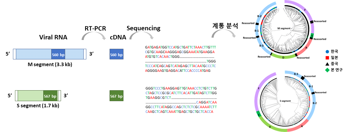 SFTS 유전형 분석 모식도