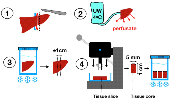 vivo 조직 배양을 위한 간 조직 slice 제작 과정