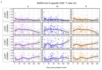 Differentiation status of SARS-CoV-2-specific AIM+ CD8+