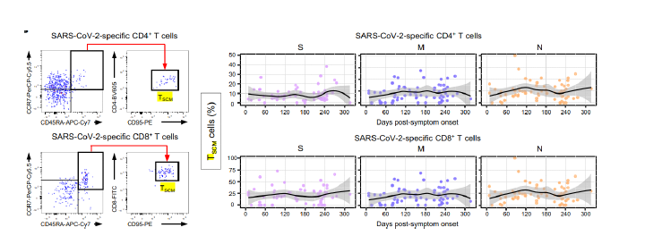 Longitudinal analysis of SARS-CoV-2-specific Tscm.