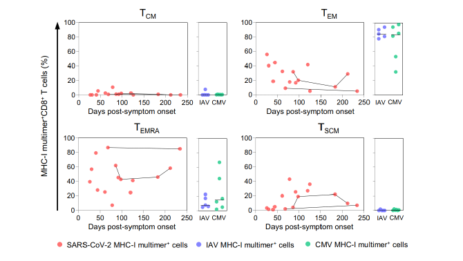 Differentiation status of SARS-CoV-2-specific MHC-I multimer+ T cells.