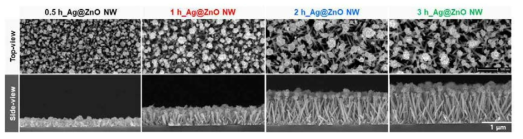 다양한 길이의 ZnO nanowire array와 그 위에 합성된 은 나노구조체 전자 현미경 사진