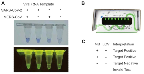 LCV/MB 다중검출 (A) MERS-CoV RNA를 모의 internal control로 활용한 SARS-CoV-2 타겟 end-point 다중검출 실험 결과. 위: white-led, 아래: blue-led(470nm) (B) Field-oriented POCT에서 활용 가능한 저가/소형 blue-led transilluminator 예시 (miniPCR bio사의 P51 Molecular Fluorescence Viewer) (C) LCV/MB 다중검출 결과 해석