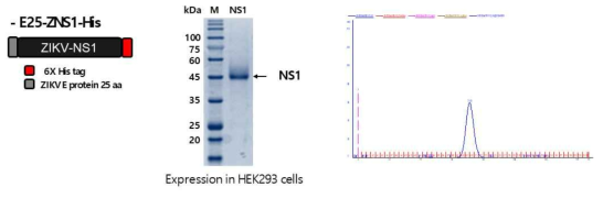 지카바이러스 비구조 단백질 (NS1) 재조합 면역원 생산