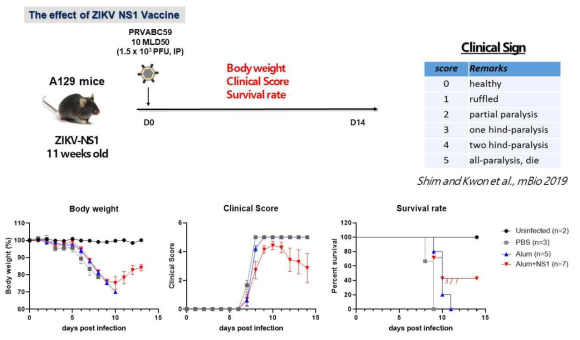 지카바이러스 NS1 재조합 단백질의 백신 효능