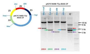 지카바이러스 전장 cDNA clone 제작