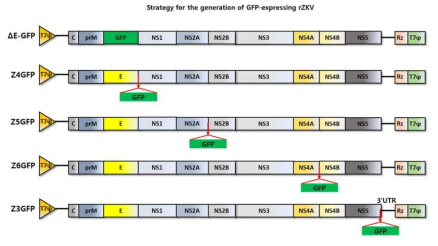 GFP 발현 지카바이러스 돌연변이 전장 cDNA clone 모식도