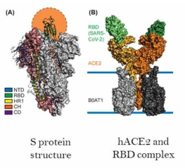 SARS-CoV-2 S 단백질과 세포내 수용체 hACE2 의 구조 모형