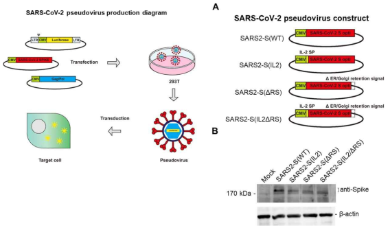 SARS-CoV-2 pseudovirus 제작 모식도