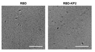 RBD 및 RBD-KP2 샘플의 투과전자현미경 분석 (sale bars: 50 nm)