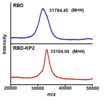 RBD 및 RBD-KP2 샘플의 MALDI-TOF 분석 (20kDa-50kDa)