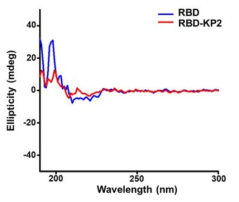 RBD 및 RBD-KP2샘플의 원편광이색성 분석