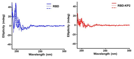 RBD(좌) 및 RBD-KP2(우) 샘플의 원편광이색성 분석 반복성 확인