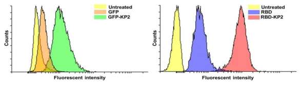유세포 분석기를 이용한 GFP, GFP-KP2, RBD, RBD-KP2의 세포 내 전달율 분석