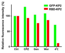 유세포 분석기를 이용한 GFP-KP2 및 RBD-KP2의 세포 내 전달 메카니즘 분석