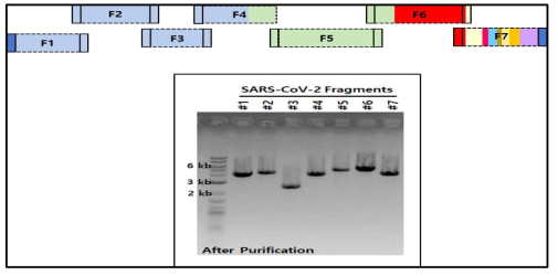 Single fragment PCR 증폭