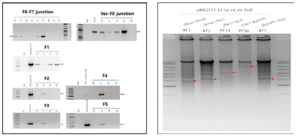 전장 cDNA assembly colony PCR 및 제한효소 분석