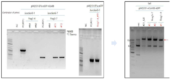 Half-fragment assembly colony PCR 및 제한효소 분석
