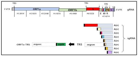 ORF7a-TRS 기반 EGFP 발현 전략 모식도