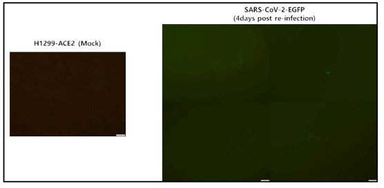 H1299-ACE2 세포를 이용한 재조합 바이러스 재감염 현미경 관찰