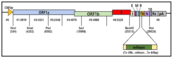 ORF7a in-frame mNeon infectious cDNA clone 제작 모식도