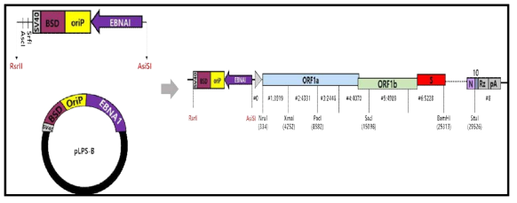 EBNA1을 이용한 deletion mutant 재조합바이러스 전장 모식도