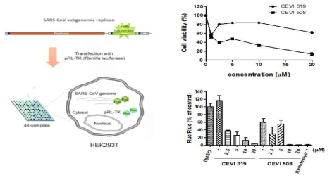 SARS-CoV subgenomic replicon을 이용한 바이러스 RNA 복제 정량적 분석 방법 및 복제 억제 효능 평가 결과