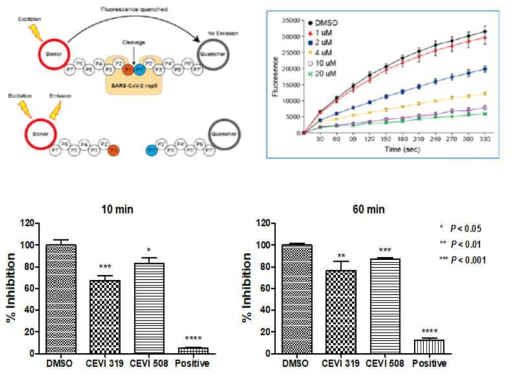 SARS-CoV-2 nsp5 protease 활성 평가 방법 및 억제 효능 결과