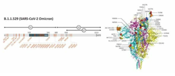 SARS-CoV-2 Omicron의 스파이크 단백질의 변이(좌) 및 구조(우) 출처 : www.genetex.com