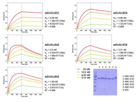 SARS-CoV-2 spike scFv-Fc 항체 5종 개발 및 항원 결합력 분석 결과