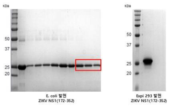 ZIKV NS1(172-352) 항원단백질발현정제결과