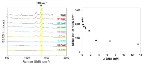 0–13.4 nM 농도에서 λ DNA가 존재할 때 EvaGreen(2.5μM)의 SERS 스펙트럼(좌). λ DNA 농도에 따른 EvaGreen SERS peak (1366 cm–1) 세기 변화(우)