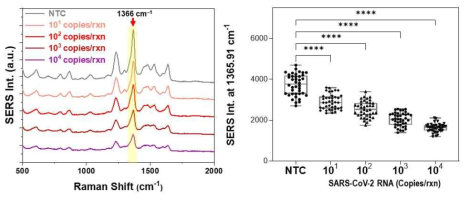 표적 RNA (SARS-CoV-2 N gene) 카피 수에 따른 SERS 스펙트럼(좌)과 무작위 40개 데이터에서의 SERS peak(1366 cm-1) 세기 변화