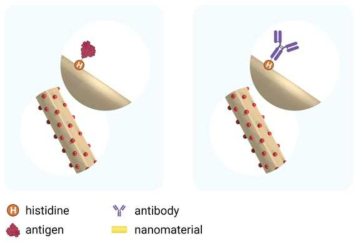 나노소재 표면에 histidine을 이용한 항원 혹은 항체 결합