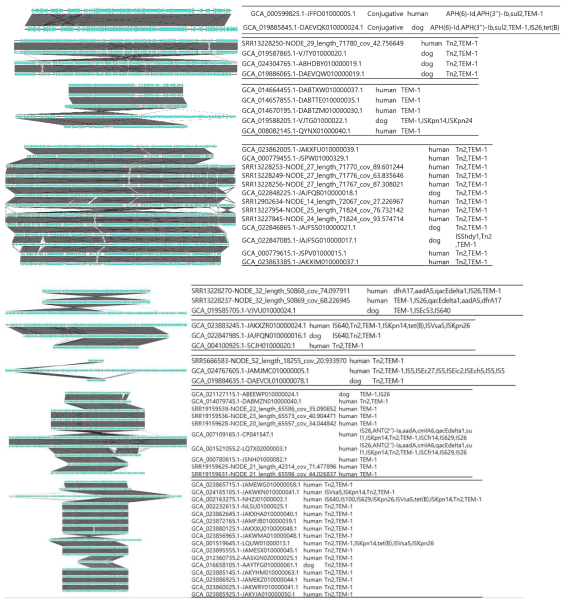 미국에서 인간과 개가 공유하는 TEM-1을 포함하는 conjugative 플라스미드