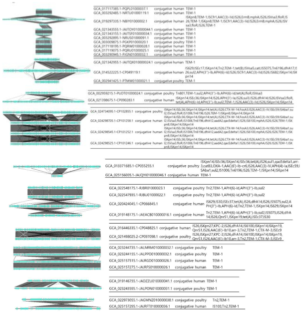 중국에서 인간과 가금류가 공유하는 TEM-1을 포함한 conjugative 플라스미드