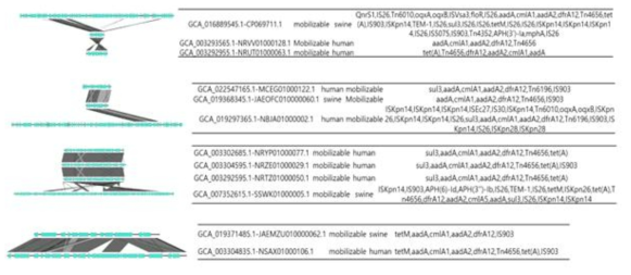 증국에서 인간과 가금류가 공유한 aadA를 포함한 conjugative 플라스미드