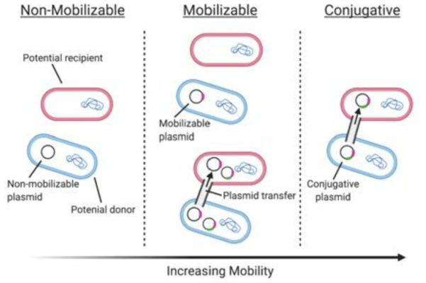 플라스미드를 이동성과 관련하여 3가지 type으로 나눈 것. (그림 출처: https://assets.researchsquare.com/files/rs-257679/v1_covered.pdf?c=1637594867)