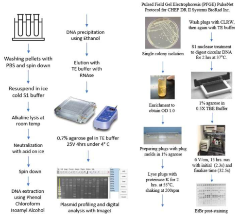 Plasmid profiling 및 PFGE workflow