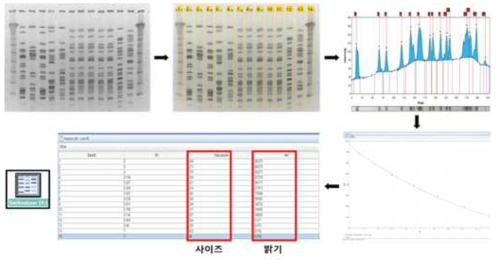 Gel analyzer를 이용한 band 길이 및 밝기 측정 workflow